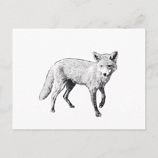 Young Fox Sketch Postkarte (Vorderseite)