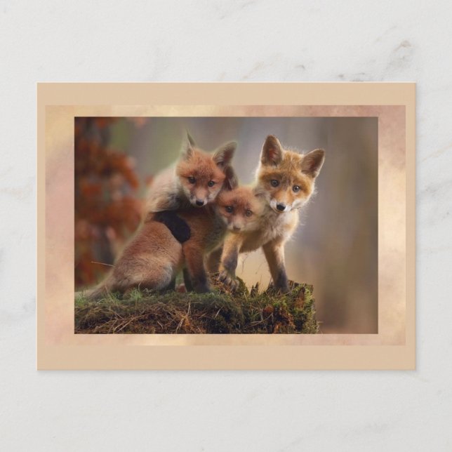 Young Fox Trio Posting Postcross Postcard Postkarte (Vorderseite)