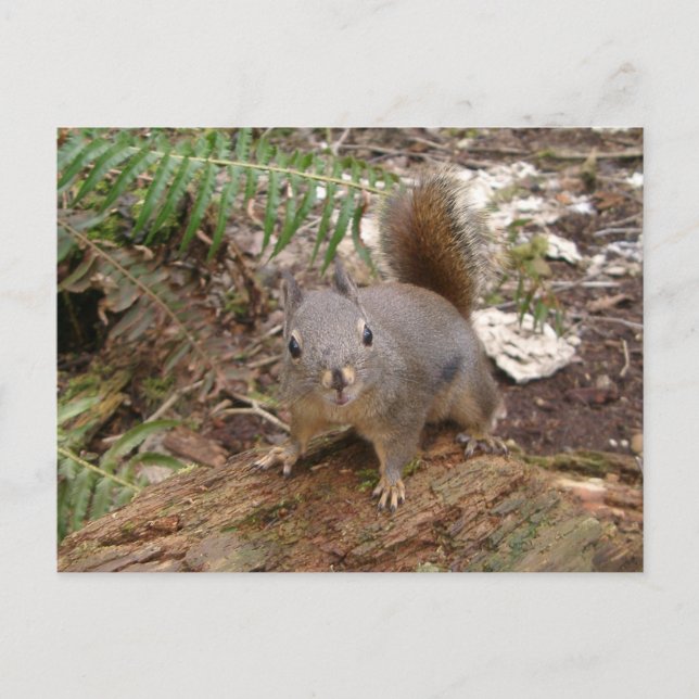 Young Fuzzy on Log Postcard Postkarte (Vorderseite)