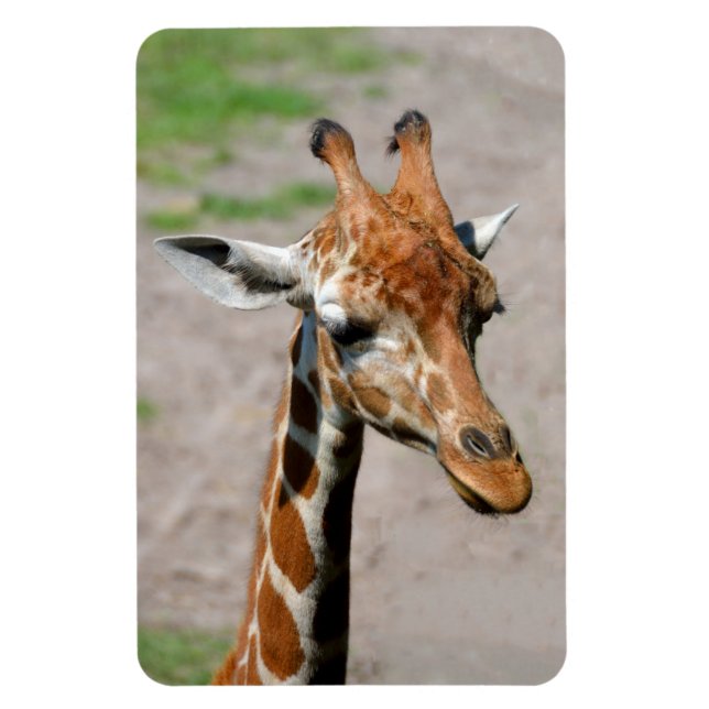 Young Giraffe Magnet (Vertikal)