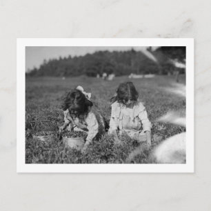 Young Girls Picking Cranberries Fotografie Postkarte
