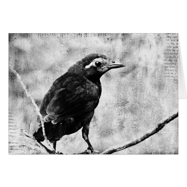 Young Grackle (Vorderseite (Horizontal))