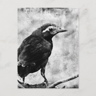 Young Grackle Postkarte