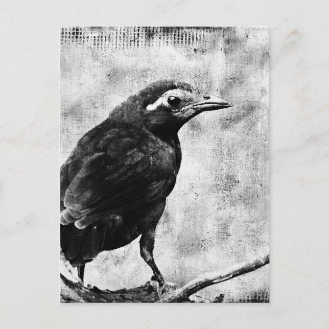 Young Grackle Postkarte (Vorderseite)