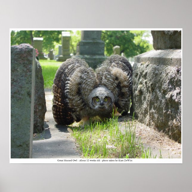 Young Great Horned Owl Poster (Vorne)