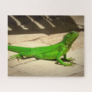Young Green Iguana on Rock Path Puzzle