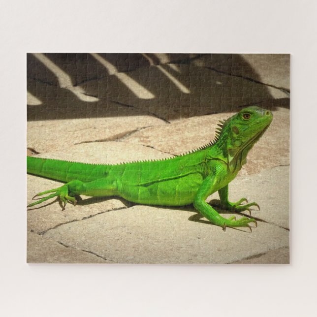 Young Green Iguana on Rock Path Puzzle (Horizontal)