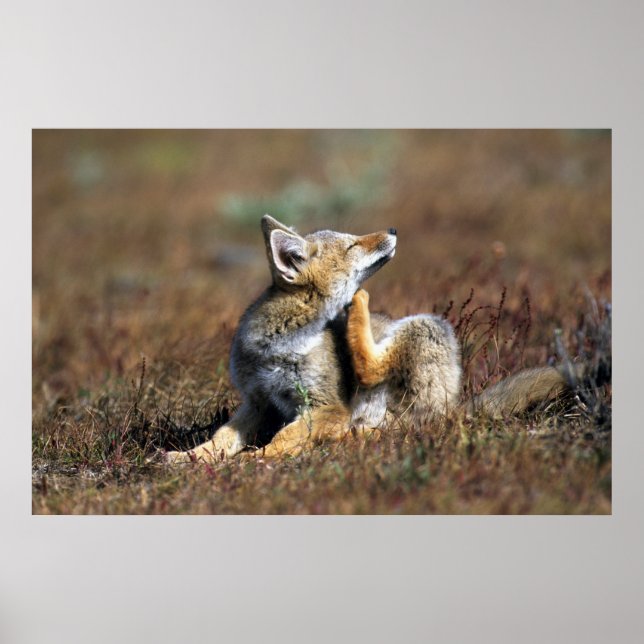 Young Grey Fox im Torres Del Paine Nationalpark Poster (Vorne)