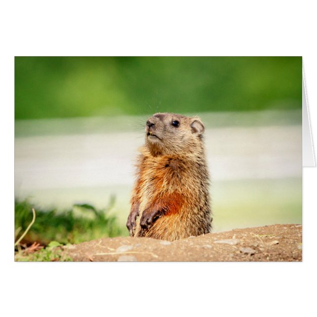 Young Groundhog (Vorderseite (Horizontal))