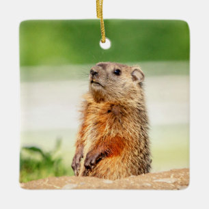 Young Groundhog Keramikornament