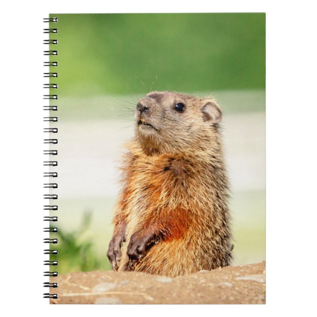 Young Groundhog Notizblock (Vorderseite)