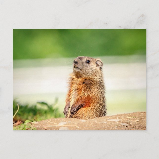 Young Groundhog Postkarte (Vorderseite)