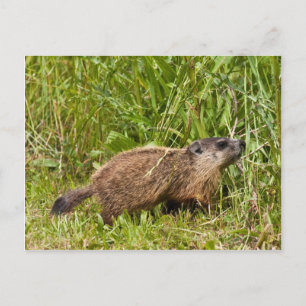 Young Groundhog Postkarte