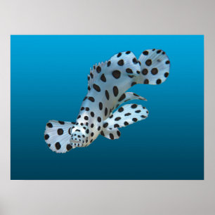 Young Grouper - glänzender blauer Hintergrund   Poster