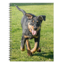 Young happy Beauceron sheepdog running in the gras