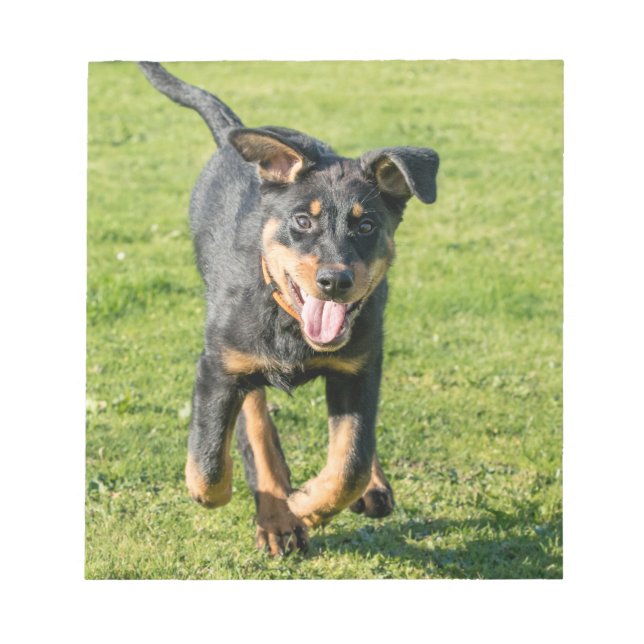 Young happy Beauceron sheepdog running in the gras Notizblock (Vorderseite)