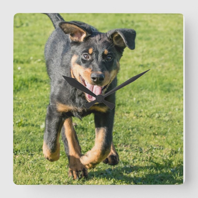 Young happy Beauceron sheepdog running in the gras Quadratische Wanduhr (Vorderseite)