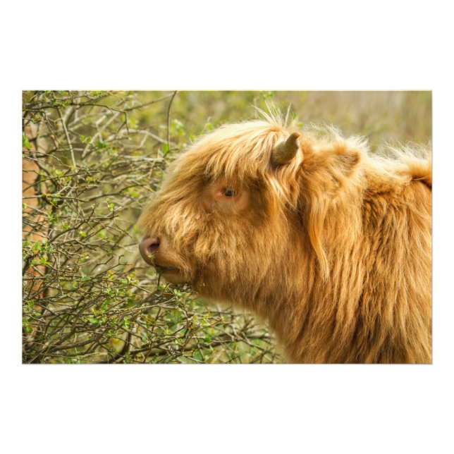 Young Highland Cow Fotodruck (Vorne)