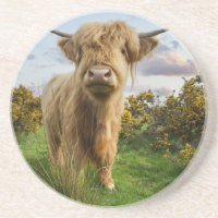 Young Highland Cow