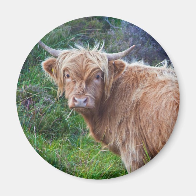 Young Highland Cow Magnet (Vorne)