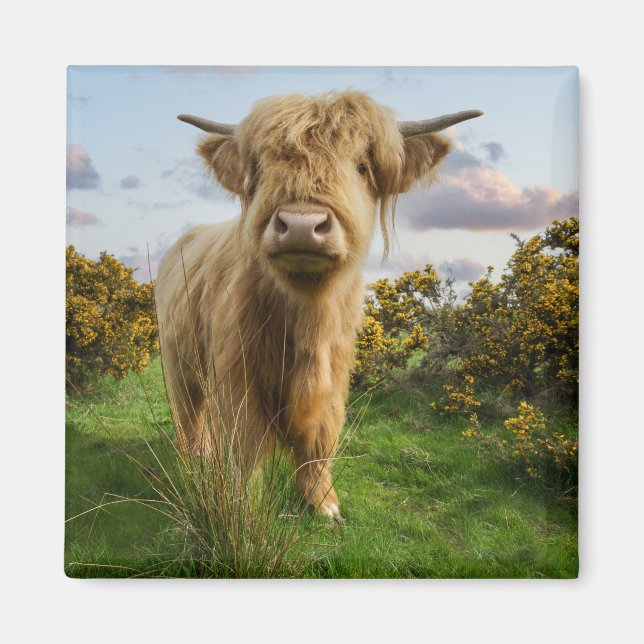 Young Highland Cow Magnet (Vorne)