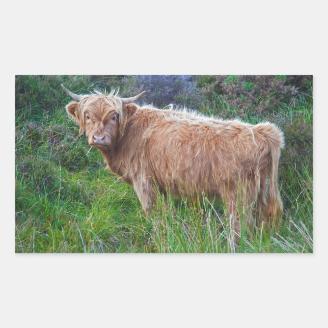 Young Highland Cow Sticker (Vorderseite)