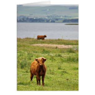 Young Highland Cow von Scottish Loch