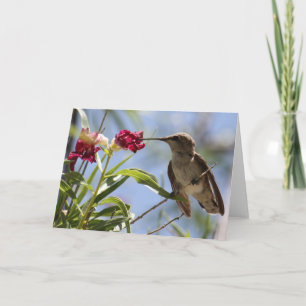 Young Hummer Greeting Card Karte