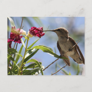 Young Hummer Postcard Postkarte