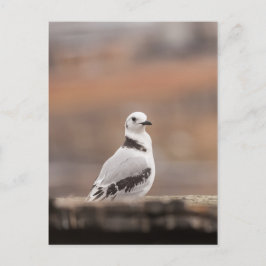 Young Kittiwake Nature Foto Postkarte