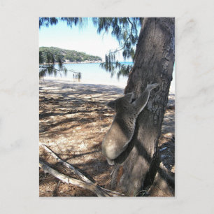 Young Koala, Geoffrey Bay Postkarte