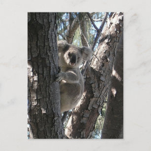 Young Koala, Geoffrey Bay Postkarte