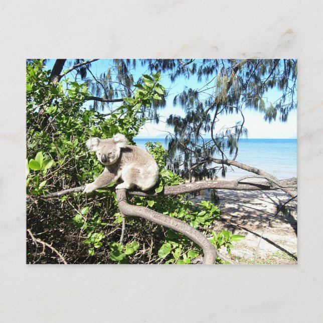 Young koala in einem Baum am Strand Postkarte (Vorderseite)