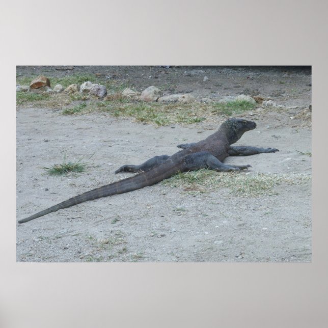 Young Komodo Dragon Poster (Vorne)