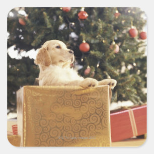Young Labrador Leaning an a Christmas Present Quadratischer Aufkleber