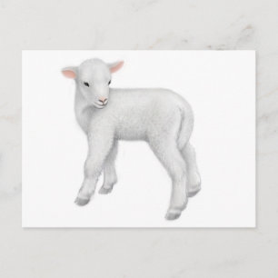 Young Lamb Postcard Postkarte