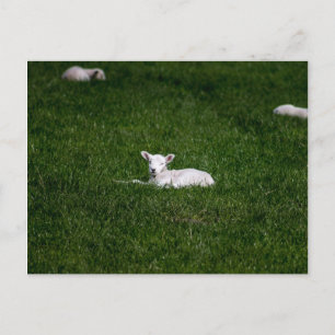 Young Lamb Postkarte