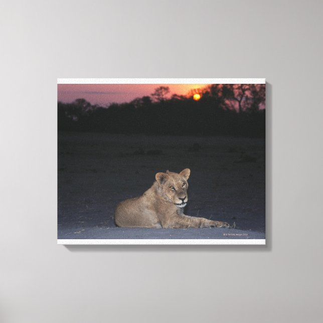Young Lion at Sunrise Leinwanddruck (Vorderseite)