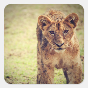 Young Lion Cub Foto Quadratischer Aufkleber