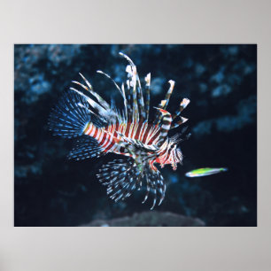 Young Lionfish Poster