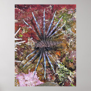 Young Lionfish Poster
