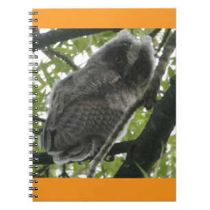 Young Long Owl Foto Notebook Notizblock