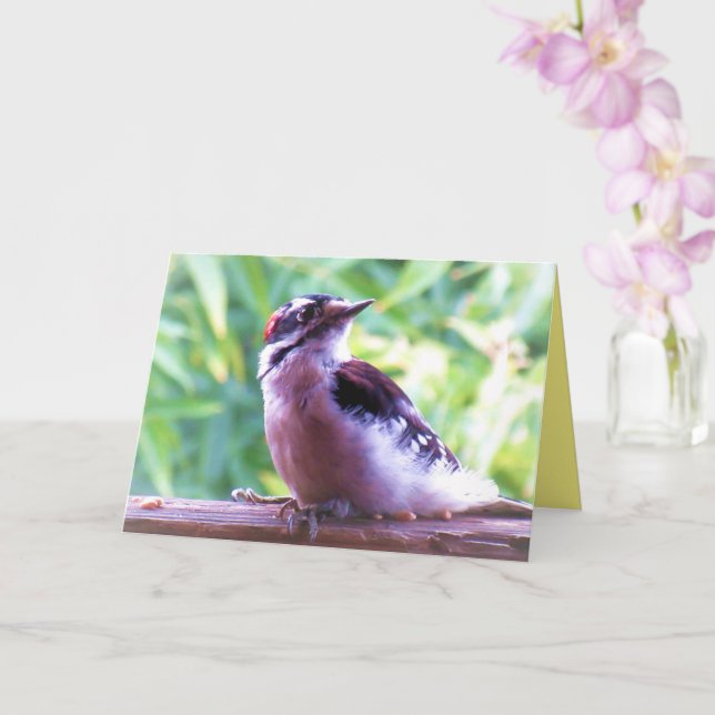 Young Male Downy Woodpecker auf Railing Karte (Orchidee)