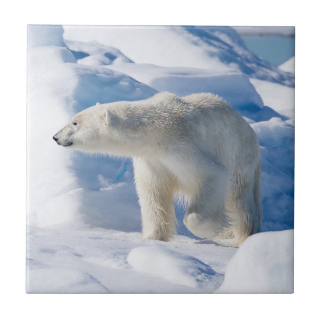 Young Male Polar Bear Fliese (Vorderseite)