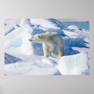Young Male Polar Bear Poster