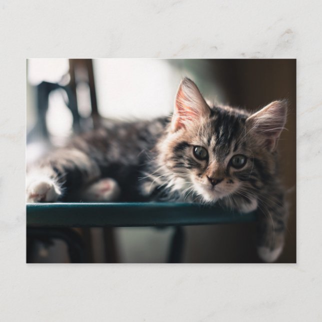 Young Male Tabby Cat 2 Postkarte (Vorderseite)