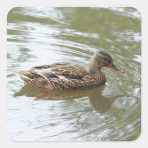 Young Mallard Duck - Roath Park Lake, Cardiff, UK Quadratischer Aufkleber