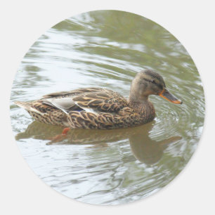 Young Mallard Duck - Roath Park Lake, Cardiff, Ver Runder Aufkleber