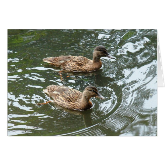 Young Mallard Ducks (Vorderseite (Horizontal))