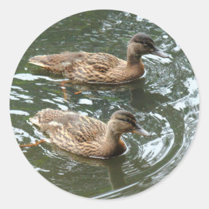 Young Mallard Ducks Runder Aufkleber